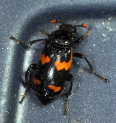 Nicrophorus sayi