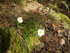 Arenaria montana