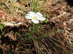 Arenaria montana