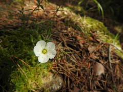 Arenaria montana