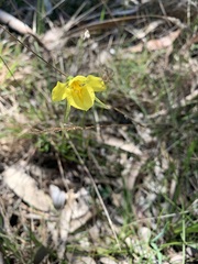 Diuris behrii