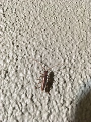 Aneflomorpha lineare