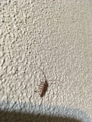 Aneflomorpha lineare