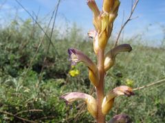 Orobanche grenieri