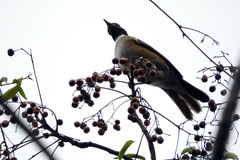Turdus albicollis