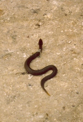 Vipera nikolskii