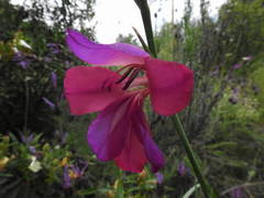 Gladiolus communis