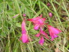 Gladiolus communis