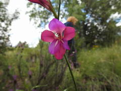 Gladiolus communis