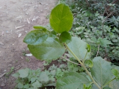 Azara serrata