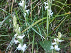 Spiranthes incurva