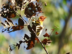 Hemithraupis ruficapilla