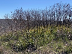 Eucalyptus stricta