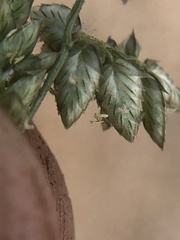 Eragrostis echinochloidea