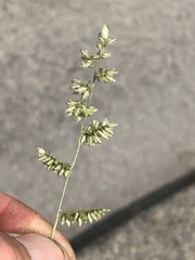 Eragrostis echinochloidea