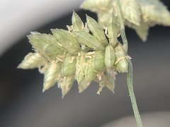 Eragrostis echinochloidea