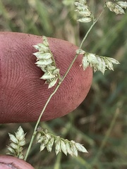 Eragrostis echinochloidea