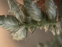 Eragrostis echinochloidea