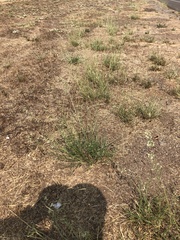 Eragrostis echinochloidea