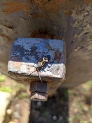 Calydon submetallicum