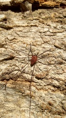 Leiobunum calcar