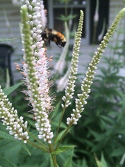 Veronicastrum
