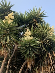 Yucca gigantea