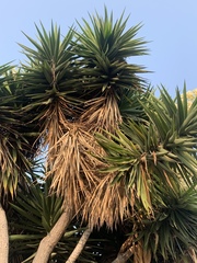 Yucca gigantea