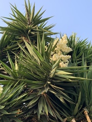 Yucca gigantea