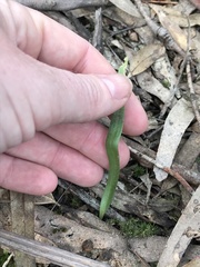 Glossodia major