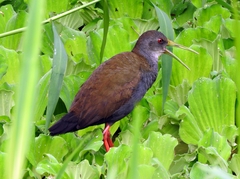 Pardirallus nigricans