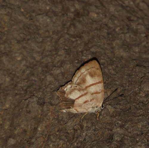 Euselasia labdacus