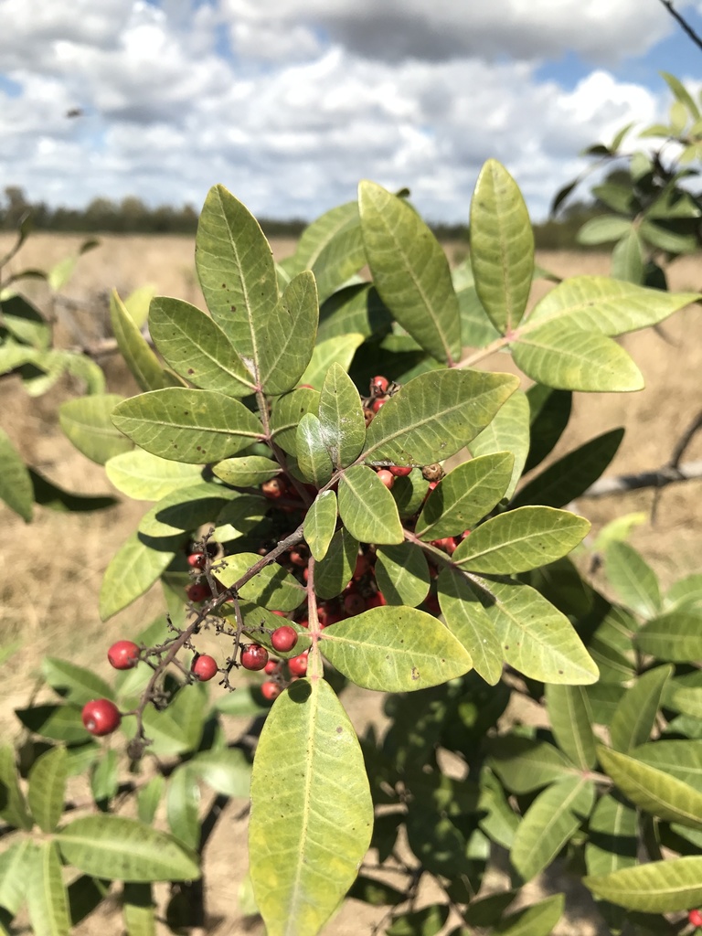 Brazilian pepper from Oxley Creek Common, Rocklea, QLD, AU on September 15, 2020 at 1033 AM by