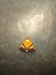 Eulepidotis julianata