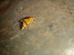 Eulepidotis julianata