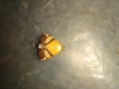 Eulepidotis julianata