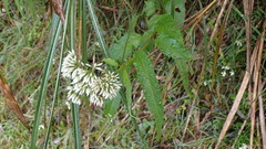 Eupatorium chinense tozanense