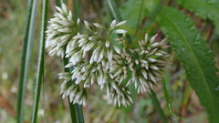 Eupatorium chinense tozanense