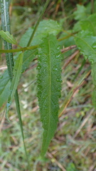 Eupatorium chinense tozanense