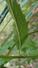 Eupatorium chinense tozanense