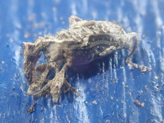 Stephanorhynchus curvipes