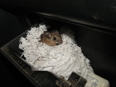 Peromyscus mexicanus