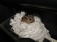 Peromyscus mexicanus