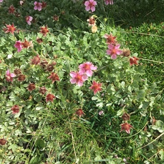 Potentilla nitida