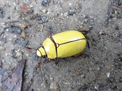 Macropoides crassipes