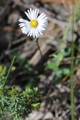 Allittia uliginosa