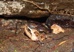 Colostethus ruthveni