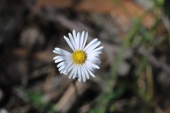 Allittia uliginosa