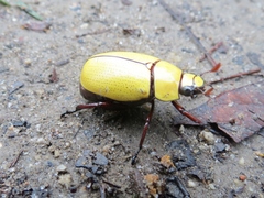 Macropoides crassipes