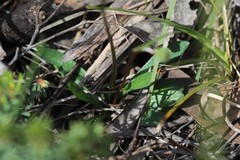 Allittia uliginosa